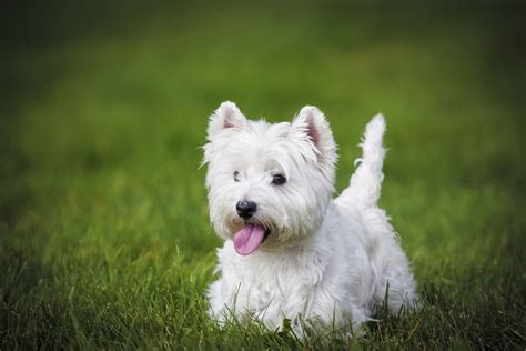 what dog breed is good for seniors